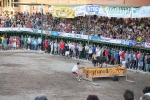Hermanos Marcén gana el concurso de ganadería de les Penyes en Festes