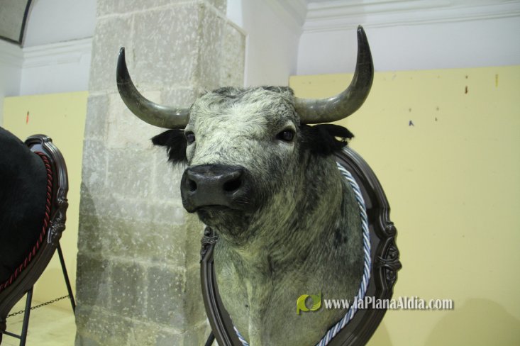 L'Alcora expone las cabezas de los toros Ratonero, Avión, Limonero y Naranjito
