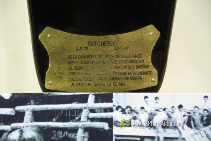 L'Alcora expone las cabezas de los toros Ratonero, Avión, Limonero y Naranjito