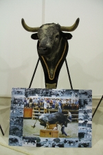 L'Alcora expone las cabezas de los toros Ratonero, Avión, Limonero y Naranjito