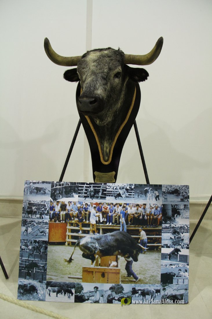 L'Alcora expone las cabezas de los toros Ratonero, Avión, Limonero y Naranjito