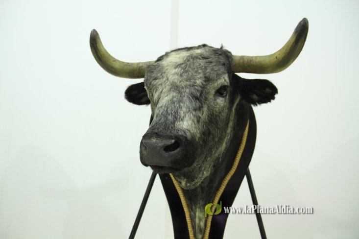 L'Alcora expone las cabezas de los toros Ratonero, Avión, Limonero y Naranjito