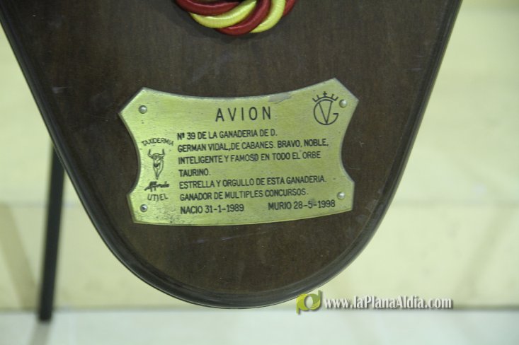 L'Alcora expone las cabezas de los toros Ratonero, Avión, Limonero y Naranjito