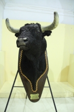 L'Alcora expone las cabezas de los toros Ratonero, Avión, Limonero y Naranjito