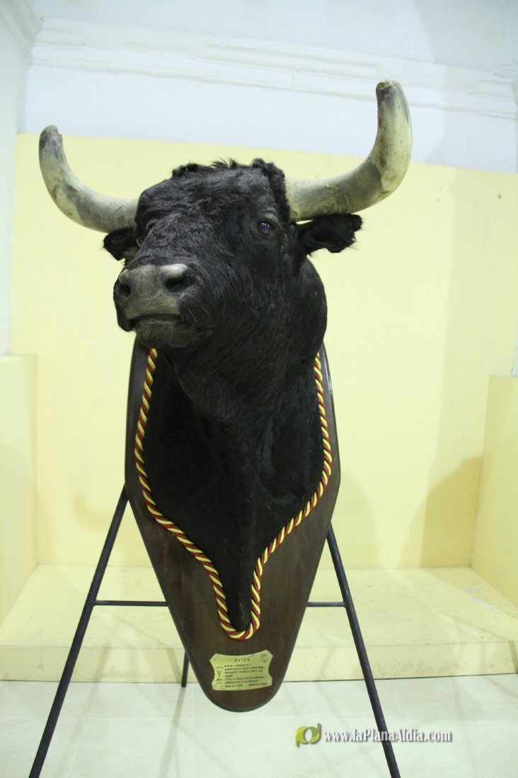 L'Alcora expone las cabezas de los toros Ratonero, Avión, Limonero y Naranjito