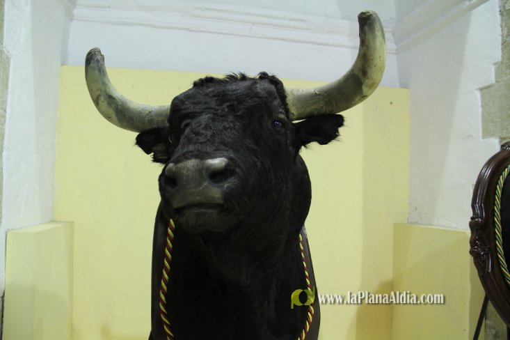 L'Alcora expone las cabezas de los toros Ratonero, Avión, Limonero y Naranjito