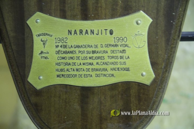 L'Alcora expone las cabezas de los toros Ratonero, Avión, Limonero y Naranjito
