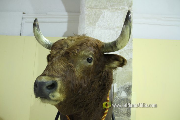 L'Alcora expone las cabezas de los toros Ratonero, Avión, Limonero y Naranjito