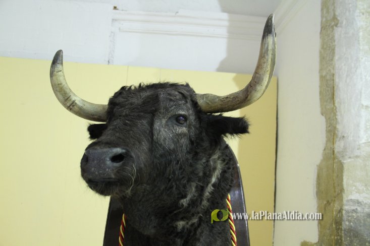 L'Alcora expone las cabezas de los toros Ratonero, Avión, Limonero y Naranjito