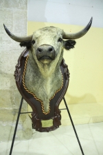 L'Alcora expone las cabezas de los toros Ratonero, Avión, Limonero y Naranjito