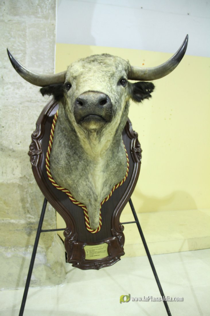 L'Alcora expone las cabezas de los toros Ratonero, Avión, Limonero y Naranjito