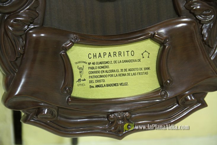 L'Alcora expone las cabezas de los toros Ratonero, Avión, Limonero y Naranjito