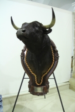 L'Alcora expone las cabezas de los toros Ratonero, Avión, Limonero y Naranjito