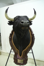 L'Alcora expone las cabezas de los toros Ratonero, Avión, Limonero y Naranjito