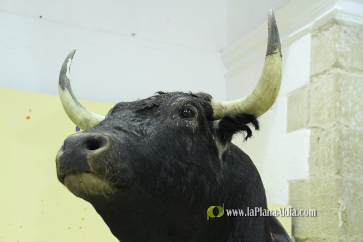 L'Alcora expone las cabezas de los toros Ratonero, Avión, Limonero y Naranjito