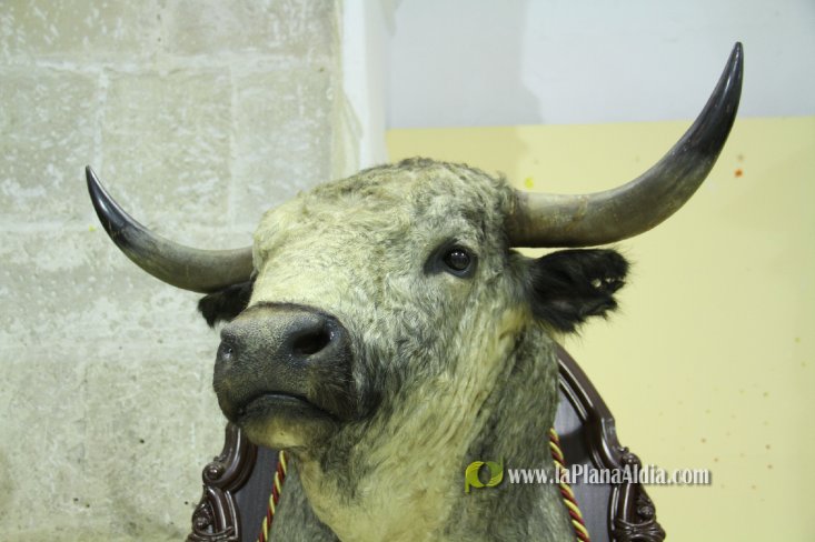 L'Alcora expone las cabezas de los toros Ratonero, Avión, Limonero y Naranjito