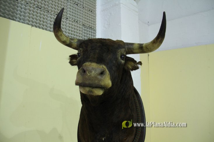 L'Alcora expone las cabezas de los toros Ratonero, Avión, Limonero y Naranjito