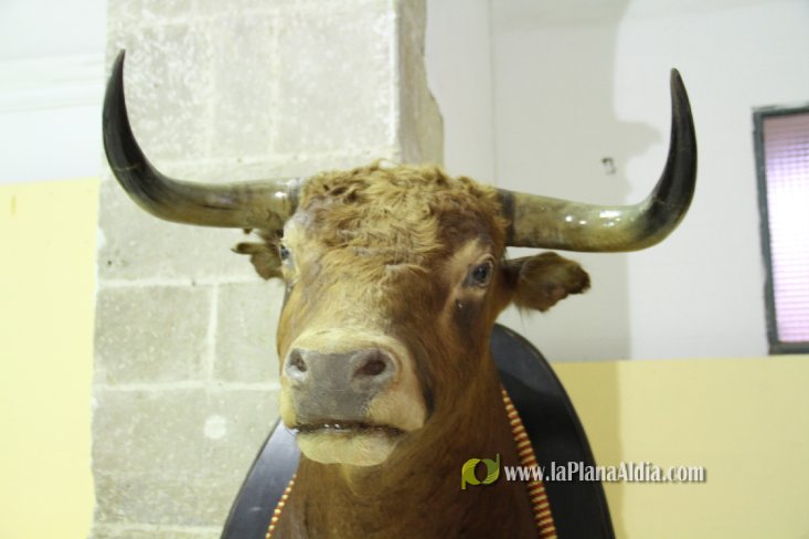 L'Alcora expone las cabezas de los toros Ratonero, Avión, Limonero y Naranjito