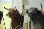 L'Alcora expone las cabezas de los toros Ratonero, Avión, Limonero y Naranjito
