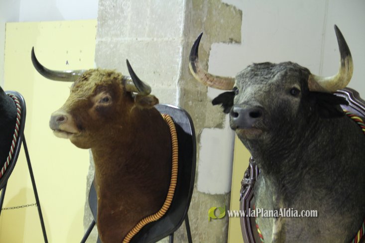 L'Alcora expone las cabezas de los toros Ratonero, Avión, Limonero y Naranjito