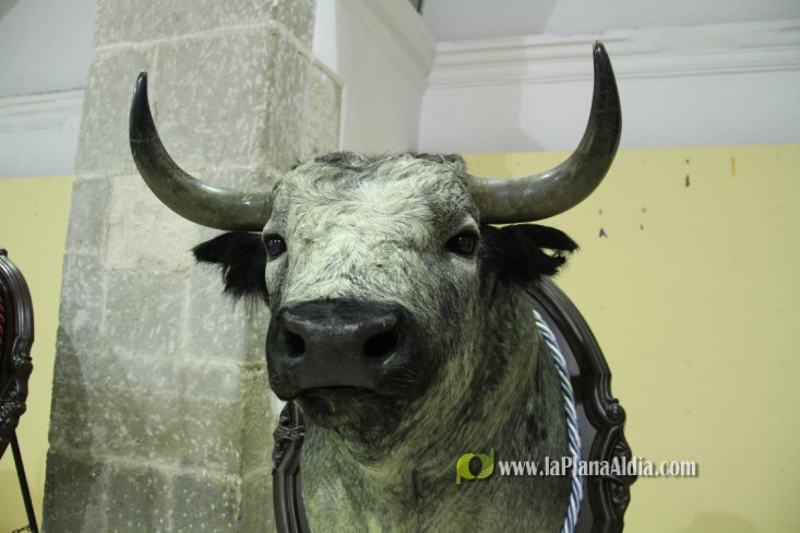 L'Alcora expone las cabezas de los toros Ratonero, Avión, Limonero y Naranjito