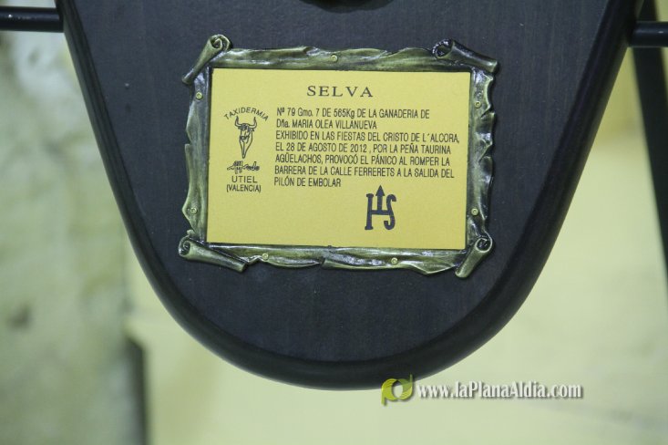 L'Alcora expone las cabezas de los toros Ratonero, Avión, Limonero y Naranjito