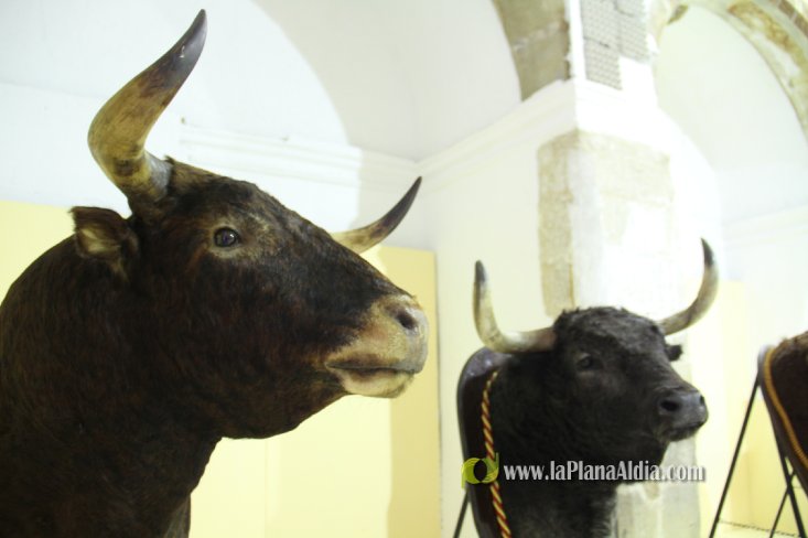 L'Alcora expone las cabezas de los toros Ratonero, Avión, Limonero y Naranjito