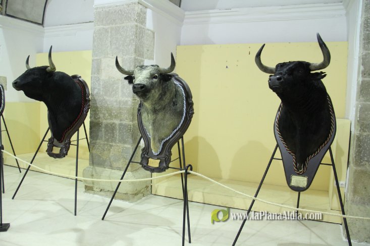 L'Alcora expone las cabezas de los toros Ratonero, Avión, Limonero y Naranjito