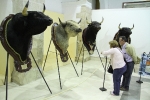L'Alcora expone las cabezas de los toros Ratonero, Avión, Limonero y Naranjito