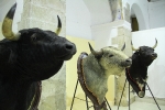 L'Alcora expone las cabezas de los toros Ratonero, Avión, Limonero y Naranjito