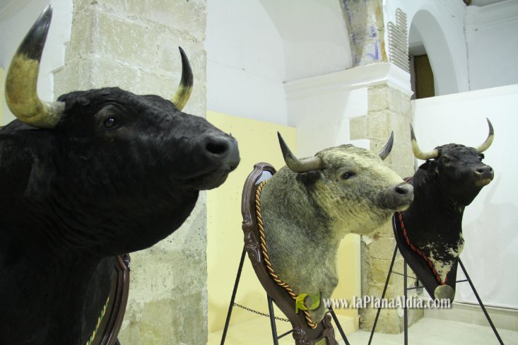 L'Alcora expone las cabezas de los toros Ratonero, Avión, Limonero y Naranjito