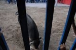 Los toros marcan la agenda en Vila-ral