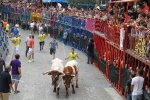Burriana se estrena en los encierros de toros cerriles con un herido grave y once leves