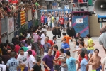 Burriana se estrena en los encierros de toros cerriles con un herido grave y once leves