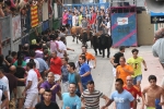 Burriana se estrena en los encierros de toros cerriles con un herido grave y once leves