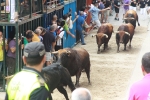 Burriana se estrena en los encierros de toros cerriles con un herido grave y once leves