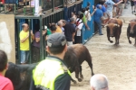 Burriana se estrena en los encierros de toros cerriles con un herido grave y once leves
