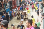 Burriana se estrena en los encierros de toros cerriles con un herido grave y once leves