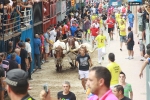 Burriana se estrena en los encierros de toros cerriles con un herido grave y once leves
