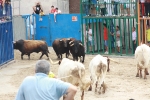 Burriana se estrena en los encierros de toros cerriles con un herido grave y once leves