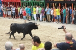 Burriana se estrena en los encierros de toros cerriles con un herido grave y once leves