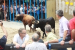 Burriana se estrena en los encierros de toros cerriles con un herido grave y once leves