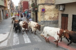 Burriana se estrena en los encierros de toros cerriles con un herido grave y once leves