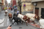 Burriana se estrena en los encierros de toros cerriles con un herido grave y once leves