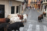 Burriana se estrena en los encierros de toros cerriles con un herido grave y once leves