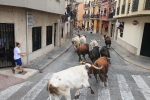 Burriana se estrena en los encierros de toros cerriles con un herido grave y once leves