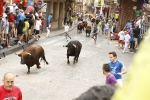 Burriana se estrena en los encierros de toros cerriles con un herido grave y once leves