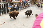 Burriana se estrena en los encierros de toros cerriles con un herido grave y once leves