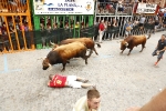 Burriana se estrena en los encierros de toros cerriles con un herido grave y once leves