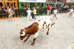 Burriana se estrena en los encierros de toros cerriles con un herido grave y once leves